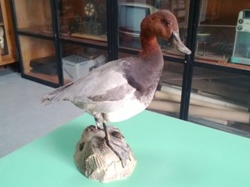 Determinazione Palmipede due